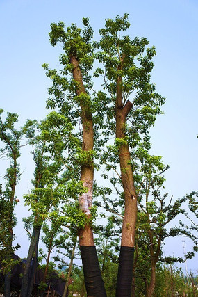 �����Ĵ���