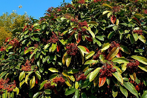 ��춹��ֲ��