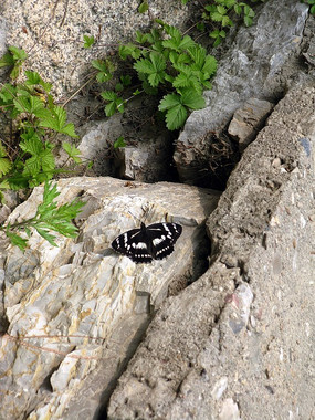 �����ĺ�ɫ����