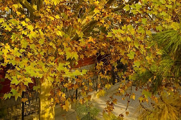 ������ķ�Ҷ