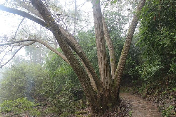 ���ι�״������