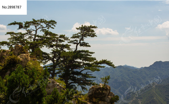 山峰上挺拔的松樹