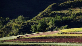 ��ɫ����