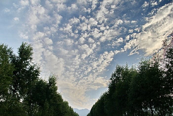 �����Ʋ�