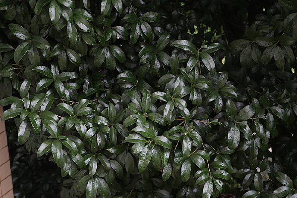 ������Ҷ