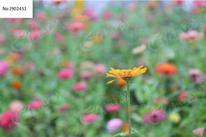 花丛图片