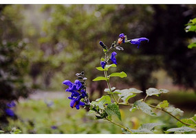 ��ɫ������