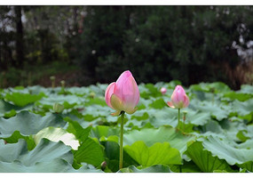 ��ɫ�ɻ���ɫ��Ҷ