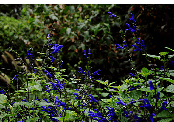 ��ɫ��Ҷ��