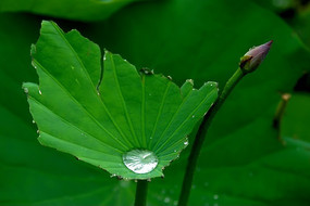 ��Ҷ�ϵ����