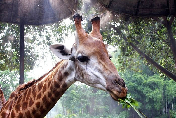 ����¹����Ҷ