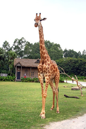 ����¹��԰