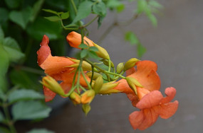 ��ɫ������