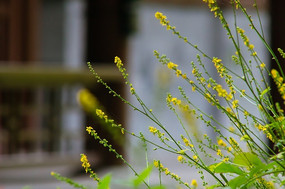 ��С�ƻ��Ĳ�