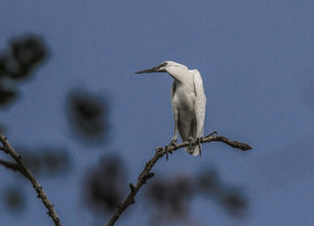 ��֦�ϵİ���