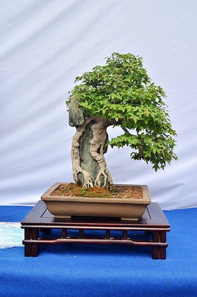 ��������ֲ��