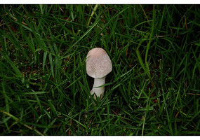 �ݵ�Ұ����Ģ��