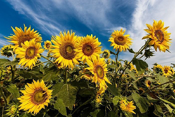 ���տ�����