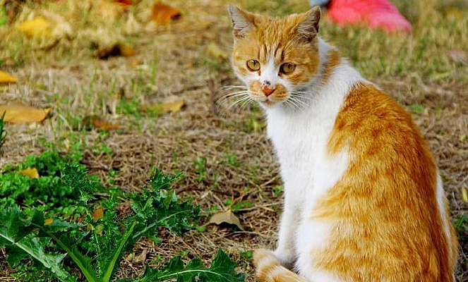 ��ͷ��С��è