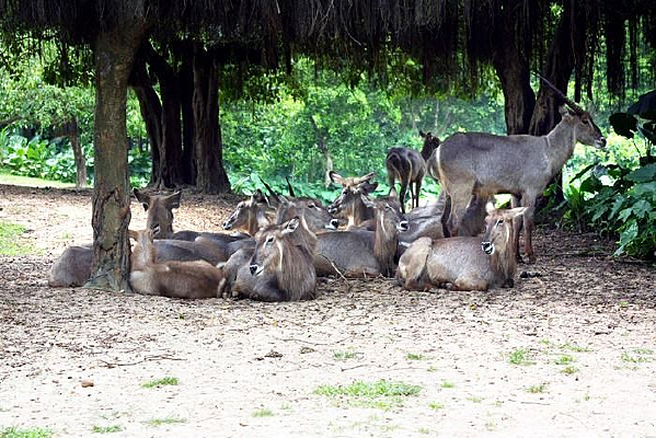 Ұ������