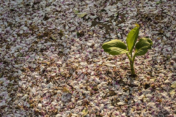 һ������