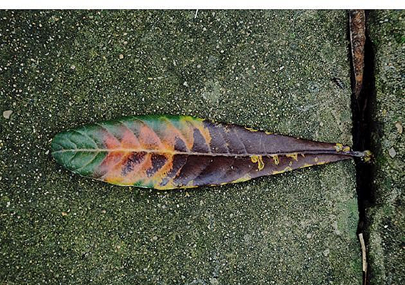 ī��ɫ��Ҷ��