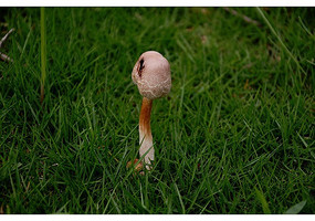 �ݵ��ϵ�ҰĢ��