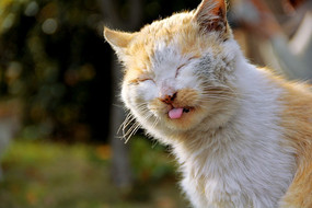 ���ȵ���è