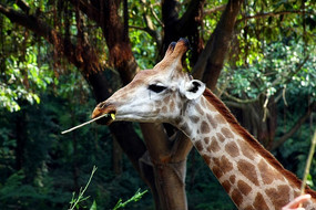 ����¹��ιʳ