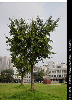 У԰�����ɫ