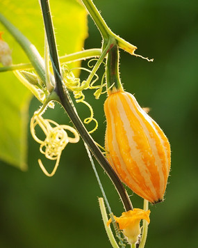 带着线条花纹的小南瓜