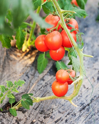 ��ɫ���Ĺ�