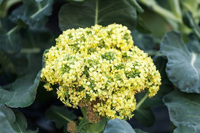 ���ƻ��Ĺ����߲�