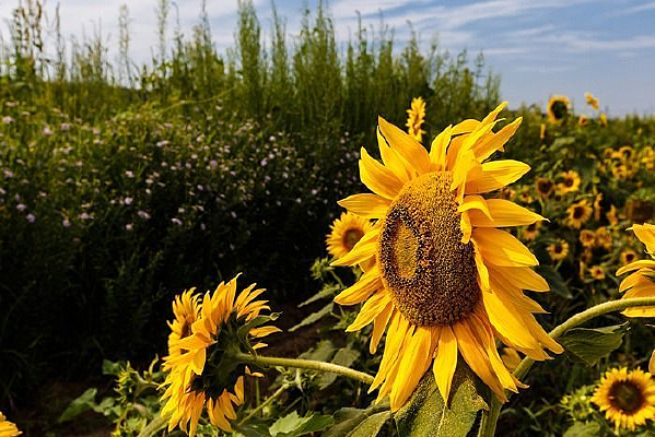 ���տ�����