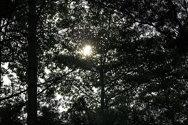 ��֦��Ҷ����