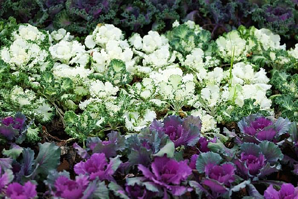 �ϸ�������