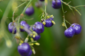 ��ɫС����