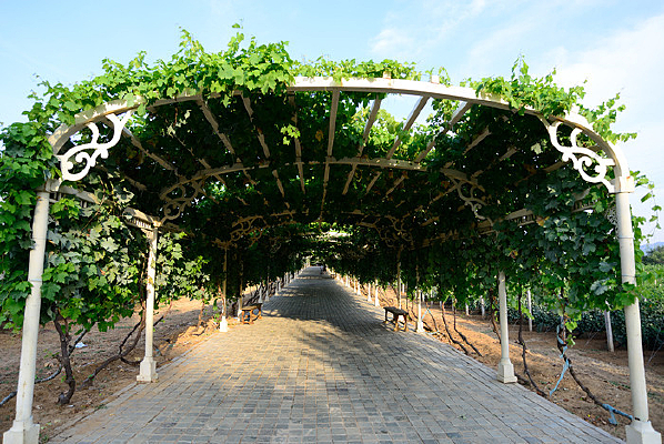 �����Ѽ�