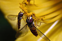 �ɼ����۵Ĺ�Ӭ