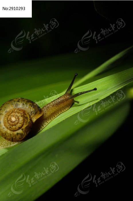 ������Ӱ����ţͼƬ