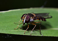 �����Ӭ�۲���д