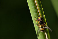 �����۷�