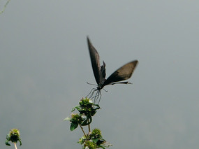 ��ɫ�ĺ���