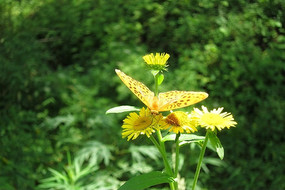 ��ɫ�ĺ����ͻ�