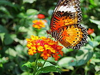 �����ڻ�����