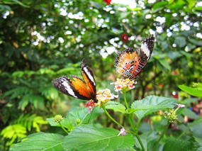 ��ֻ������