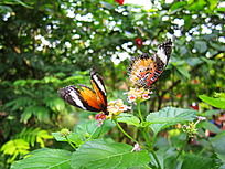 ��ֻ������