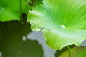 ��������ͷ