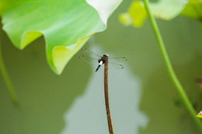 ������֦ͷ