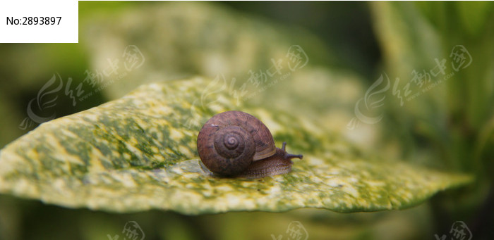 ��Ҷ��һ����ţͼƬ